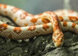 what do corn snakes eat how to care