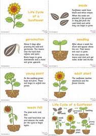 Pop a sunflower seed into the hole then cover it with a little compost. Sunflower Life Cycle Slideshow Sunflower Life Cycle Planting Sunflower Seeds Growing Sunflowers From Seed