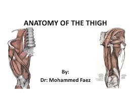 Superficial fascia.—the superficial fascia forms a continuous layer over the whole of the thigh; Thigh