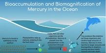 Why are dolphins full of mercury?
