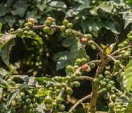 Exploring popular Kenyan coffee varieties: SL-28 & SL-34 ...