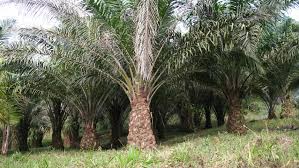 As Western Hemisphere Oil Palm Plantations Boom
