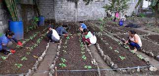 Community Gardens In The Philippines