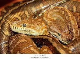 central carpet python morelia bredli