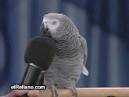 pictures of 2 parrots talking voiceovers cartoon characters