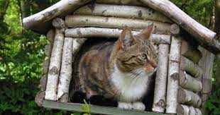 The resulting house is insulated and cozy, and it costs about. Outdoor Cat Houses Outdoor Cat Houses Offer Safety And Warmth