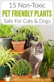 indoor plants pet friendly