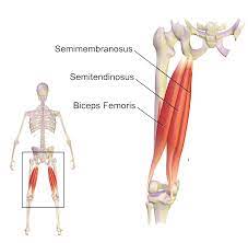 The adductor muscle on the inner thigh; Muscles Of The Hips And Thighs Human Anatomy And Physiology Lab Bsb 141