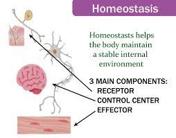 homeostasis definition javatpoint
