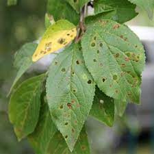 Overwinter as fully grown larvae in bark; 10 Common Fruit Tree Diseases In The Portland Area Tree And Ladder