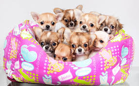 For national puppy day, here is my parrot dog! Hd Wallpaper Pink And Blue Pet Bed Puppies A Lot Chihuahua Cute Dog Pets Wallpaper Flare