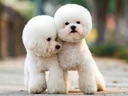 teddy bear dogs top 20 breeds that