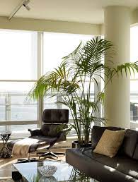 The Best Indoor Plants For Clean Air