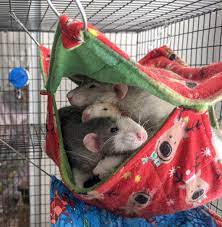large hammock for norway rats pet