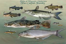 Wisconsins Fish All Of Them Star In New Poster Series