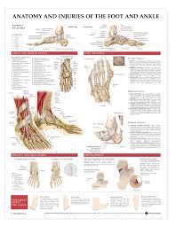 Anatomy And Injuries Of The Foot And Ankle Anatomical Chart