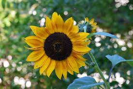 how to harvest sunflower seeds when to