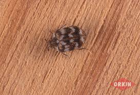 carpet beetle larvae around the house