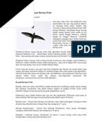 Bagian bulu ekor sedikit bercelah. Alat Panggil Burung Walet Kompak V2 Dan Suara Panggil Luar Baru Burung Walet Online Malaysia