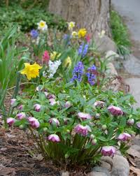 10 companion plants for spring bulbs