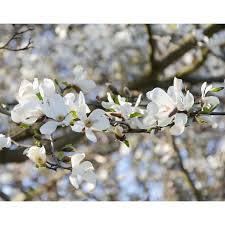 kobus magnolia live flowering tree