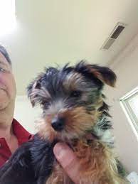 Find a yorkie on gumtree, the #1 site for dogs & puppies for sale classifieds ads in the uk. Yorkshire Terrier Puppy For Sale In Charlottesville Va Adn 33731 On Puppyfinder Com Gender Male Yorkshire Terrier Puppies Yorkshire Terrier Puppies For Sale