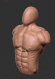 'male torso' a sculpture by the artist fernando botero. Adam Wielogorski Fully Muscled Human Male Torso Anatomy