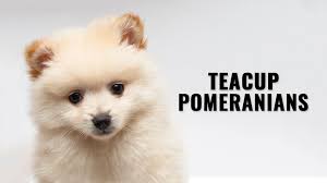 teacup pomeranian 12 facts on the the