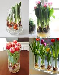 Wonderful Growing Tulips In Vase