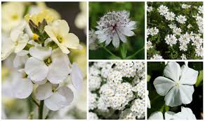 Most of them will grow in any desert, year round, as long as it does not get too cold in winter. 10 Beautiful White Flowering Perennials Garden Lovers Club