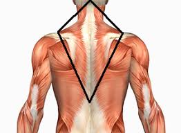 Have you ever wondered where all the names for human skeletal muscles came from? Human Anatomy Muscles How Muscles Are Named Why