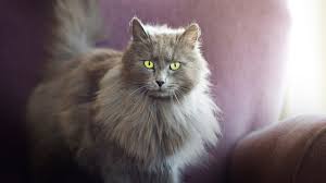 One of the oldest cat breeds, it takes its name from its place of origin: Female Cat Names Pet Health Insurance Tips