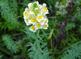 Yellow Toadflax | National Invasive Species Information Center