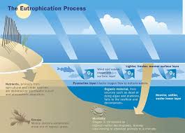 Causes And Effects Of Eutrophication Earth Eclipse