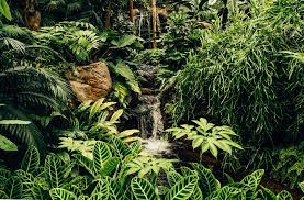 Rainforest, amazon rainforest images, tropical rainforest background, . 100 Stunning Rainforest Pictures Hd Download Free Images On Unsplash