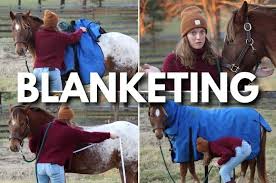 Blanketing Your Horse How To With Pictures