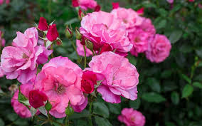 Plant A New Rose Bush In The Garden
