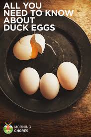 All About Duck Eggs Nutrition Benefits And Comparison