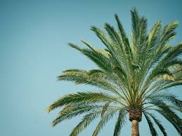 8 Most Beautiful Types Of Palm Trees To