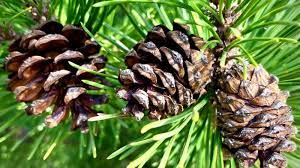 61 diffe types of pine trees with