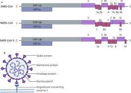 If someone else breathes in the droplets, they can become infected. Coronavirus Vaccine Development From Sars And Mers To Covid 19 Journal Of Biomedical Science Full Text