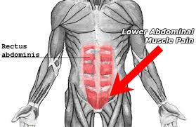 Lower Ab Muscle Diagram Female Abdominal Wall Abdominal