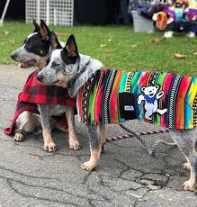 snugpups handmade dog coats