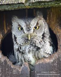 owls bruce g mckee photos