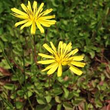 · small yellow flower heads in an open arrangement; Mystery Plant Identification Ecological Landscape Alliance