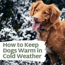Heated Dog Houses and Other Ways to Keep Your Dog Warm in Winter -  PetHelpful