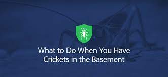 Crickets In The Basement What To Do