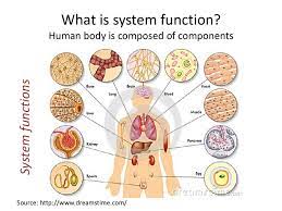 human body modular structure of system