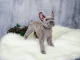 73 toy french bulldogs on tedsby