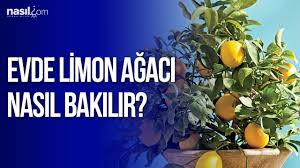 Limon ağacı ne zaman meyve verir? Evde Limon Agaci Nasil Bakilir Nasil Com Youtube